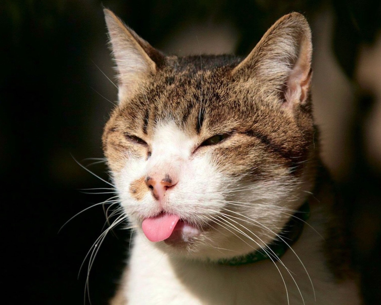 Обои Cat Tongue 1280x1024