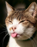 Cat Tongue screenshot #1 128x160