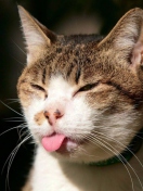 Das Cat Tongue Wallpaper 132x176