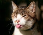 Cat Tongue wallpaper 176x144