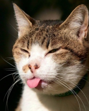 Das Cat Tongue Wallpaper 176x220
