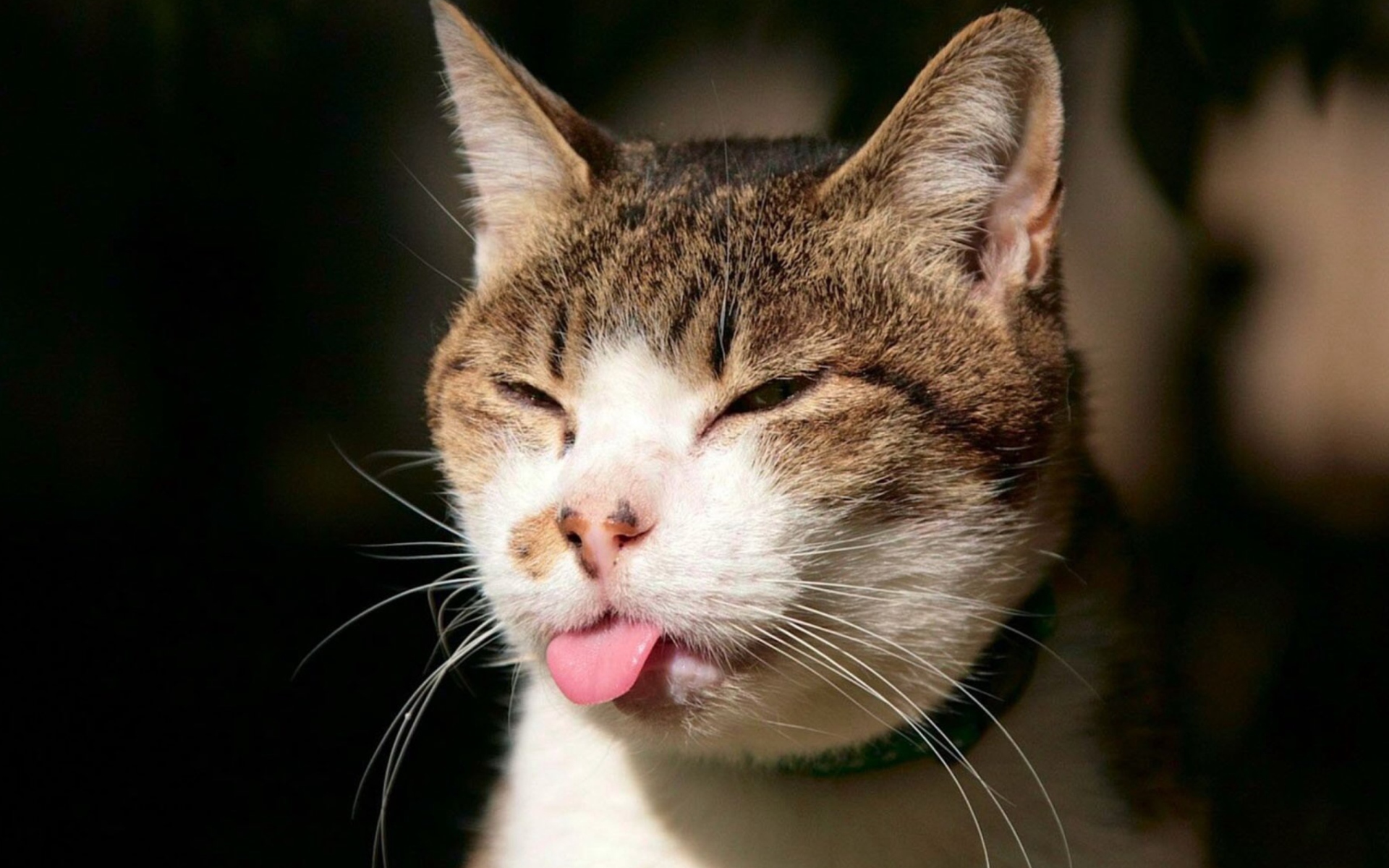 Cat Tongue wallpaper 1920x1200