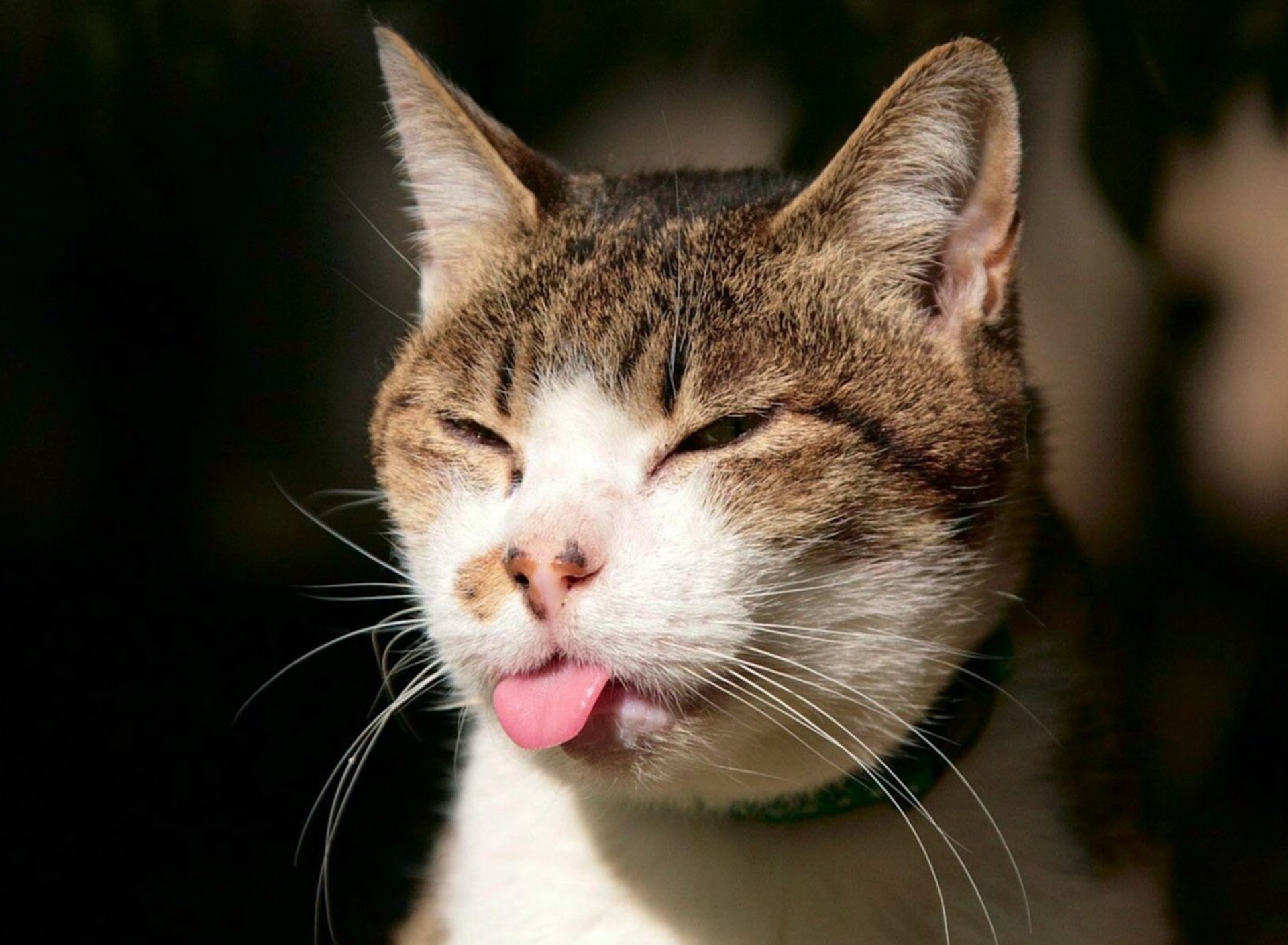 Cat Tongue wallpaper 1920x1408