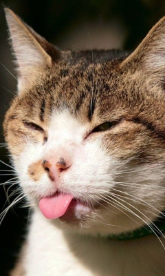 Fondo de pantalla Cat Tongue 240x400