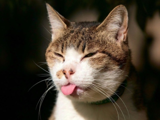 Das Cat Tongue Wallpaper 320x240