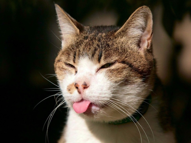 Обои Cat Tongue 640x480