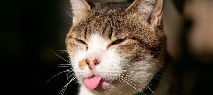 Das Cat Tongue Wallpaper 720x320