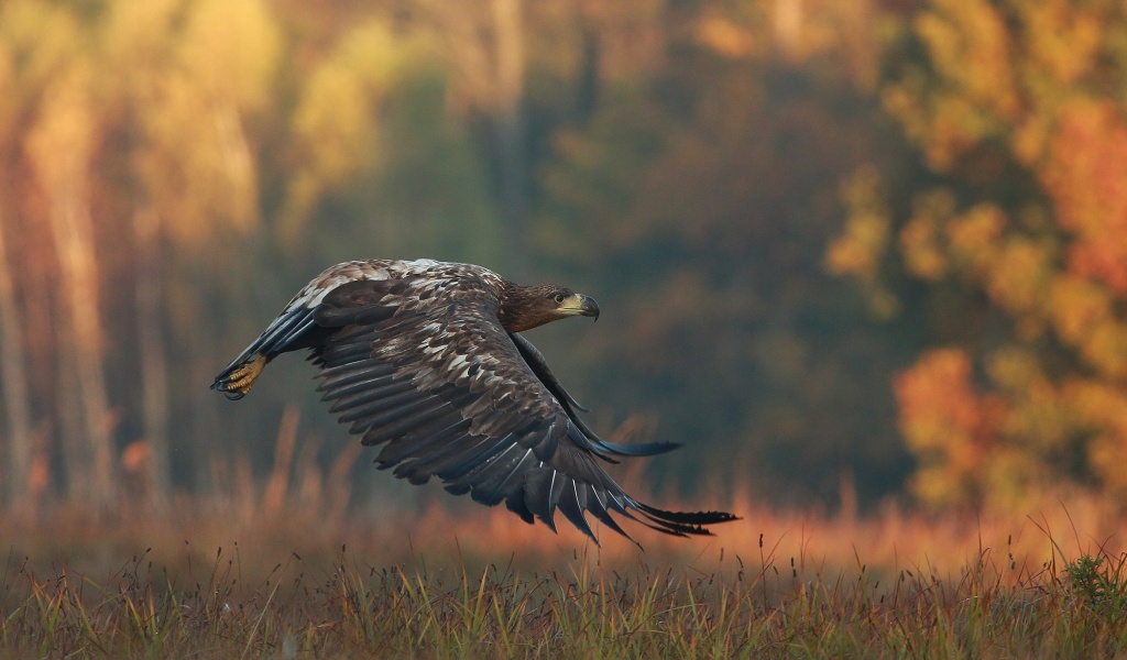 Обои Eagle wildlife photography 1024x600