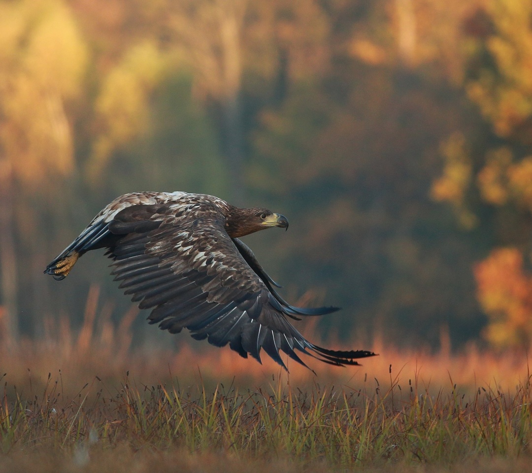 Das Eagle wildlife photography Wallpaper 1080x960