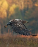 Das Eagle wildlife photography Wallpaper 128x160