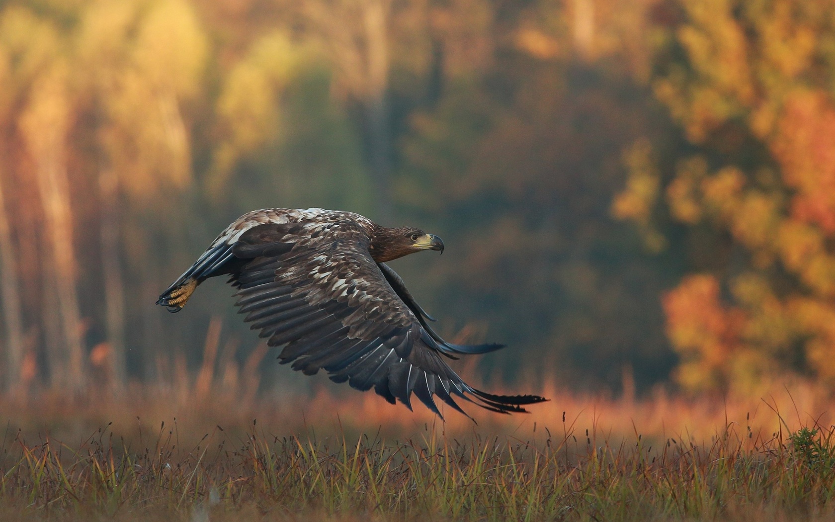 Screenshot №1 pro téma Eagle wildlife photography 1680x1050