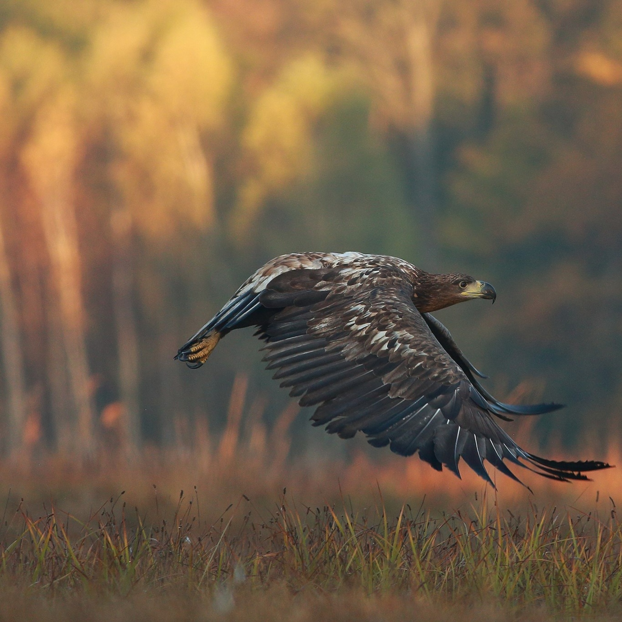 Screenshot №1 pro téma Eagle wildlife photography 2048x2048