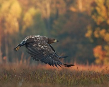 Das Eagle wildlife photography Wallpaper 220x176