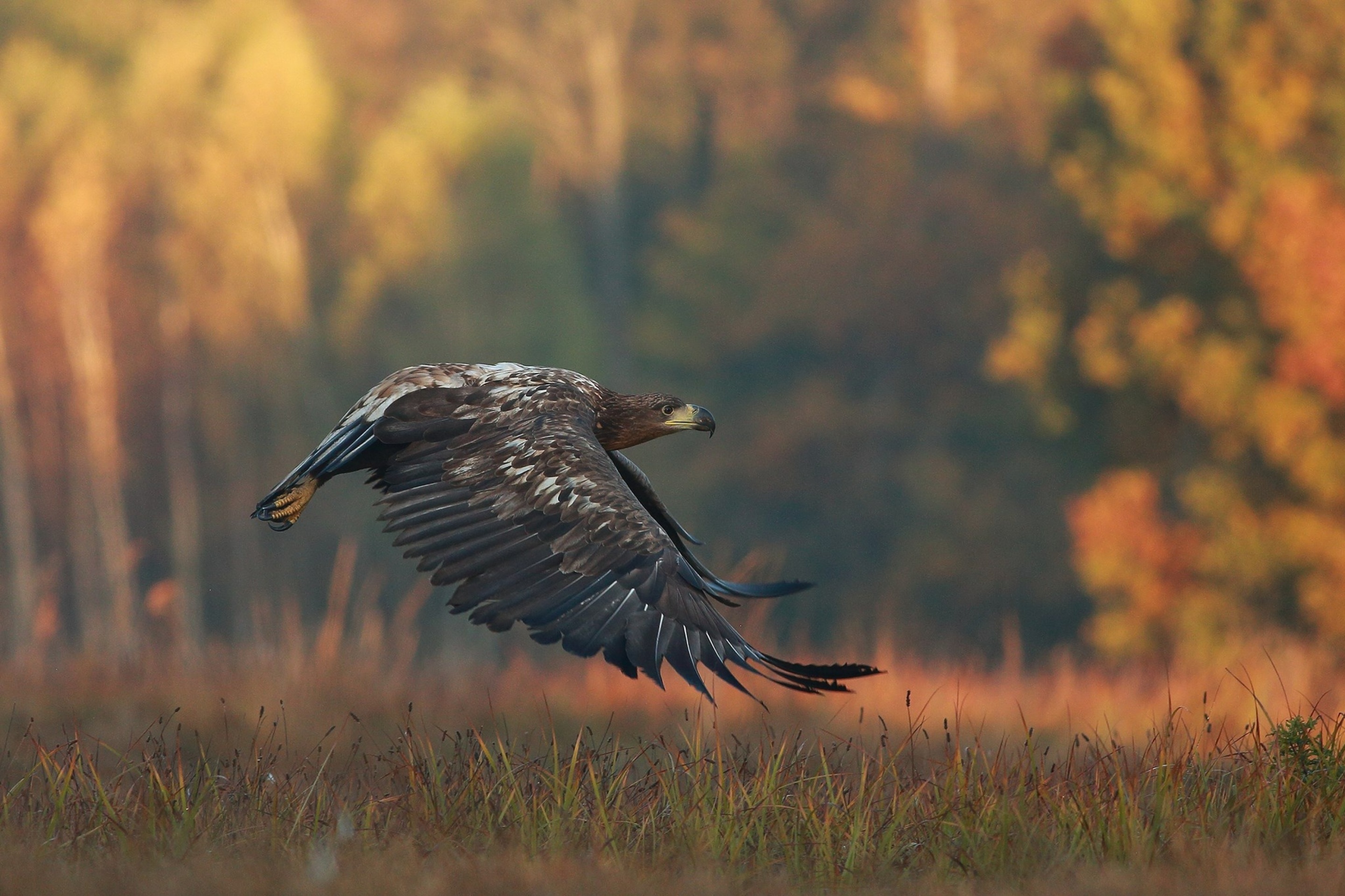 Screenshot №1 pro téma Eagle wildlife photography 2880x1920
