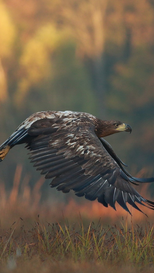 Fondo de pantalla Eagle wildlife photography 640x1136