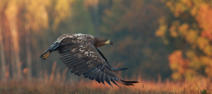 Das Eagle wildlife photography Wallpaper 720x320