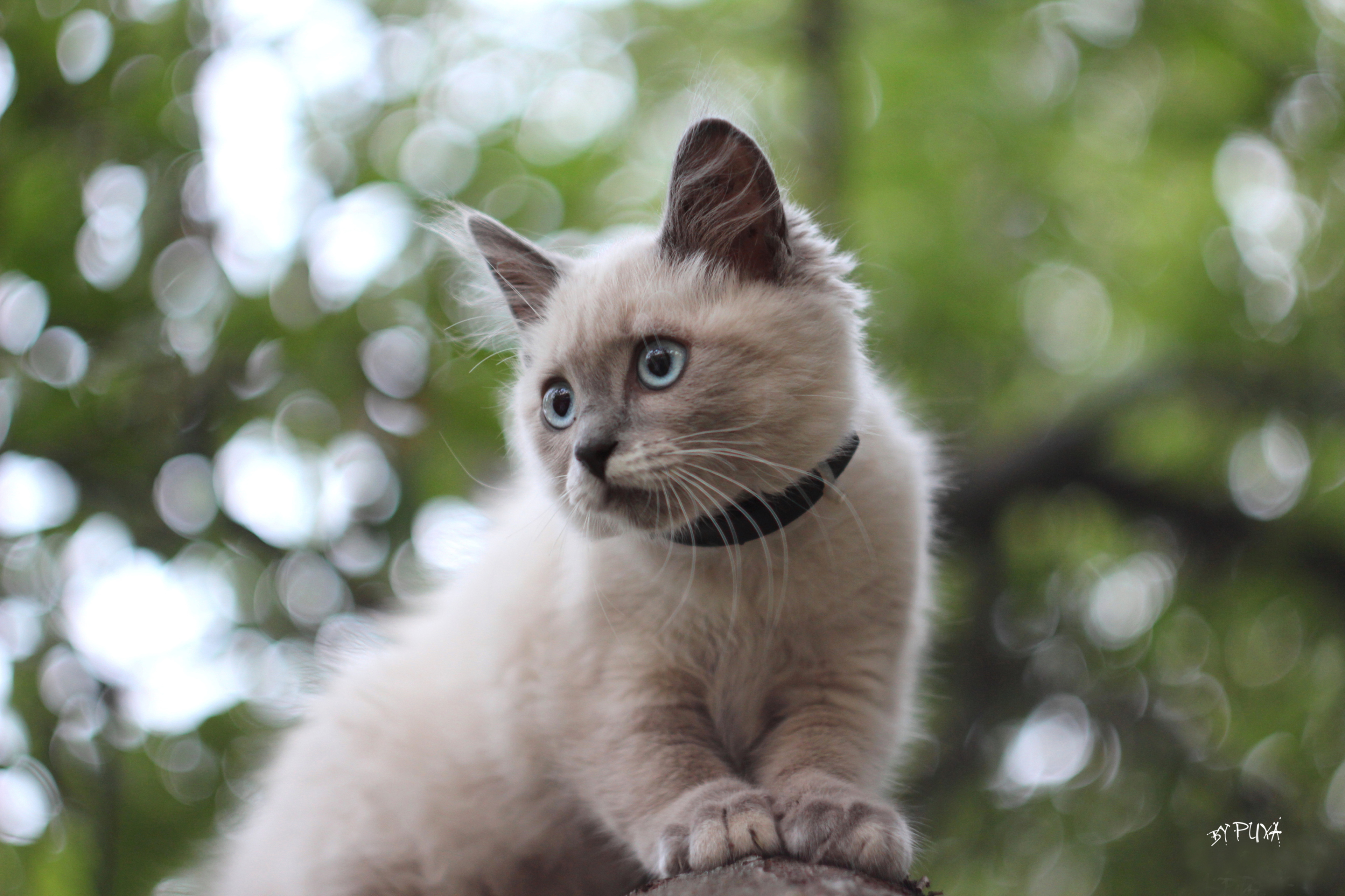 Das Cute Siamese Wallpaper 2880x1920