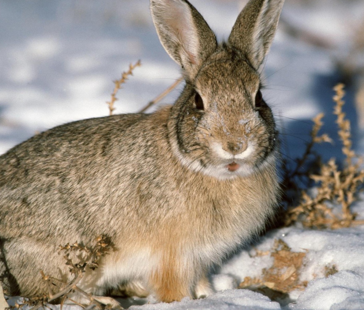 Young Cottontail Rabbit wallpaper 1200x1024