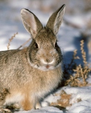 Обои Young Cottontail Rabbit 128x160