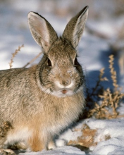 Sfondi Young Cottontail Rabbit 176x220