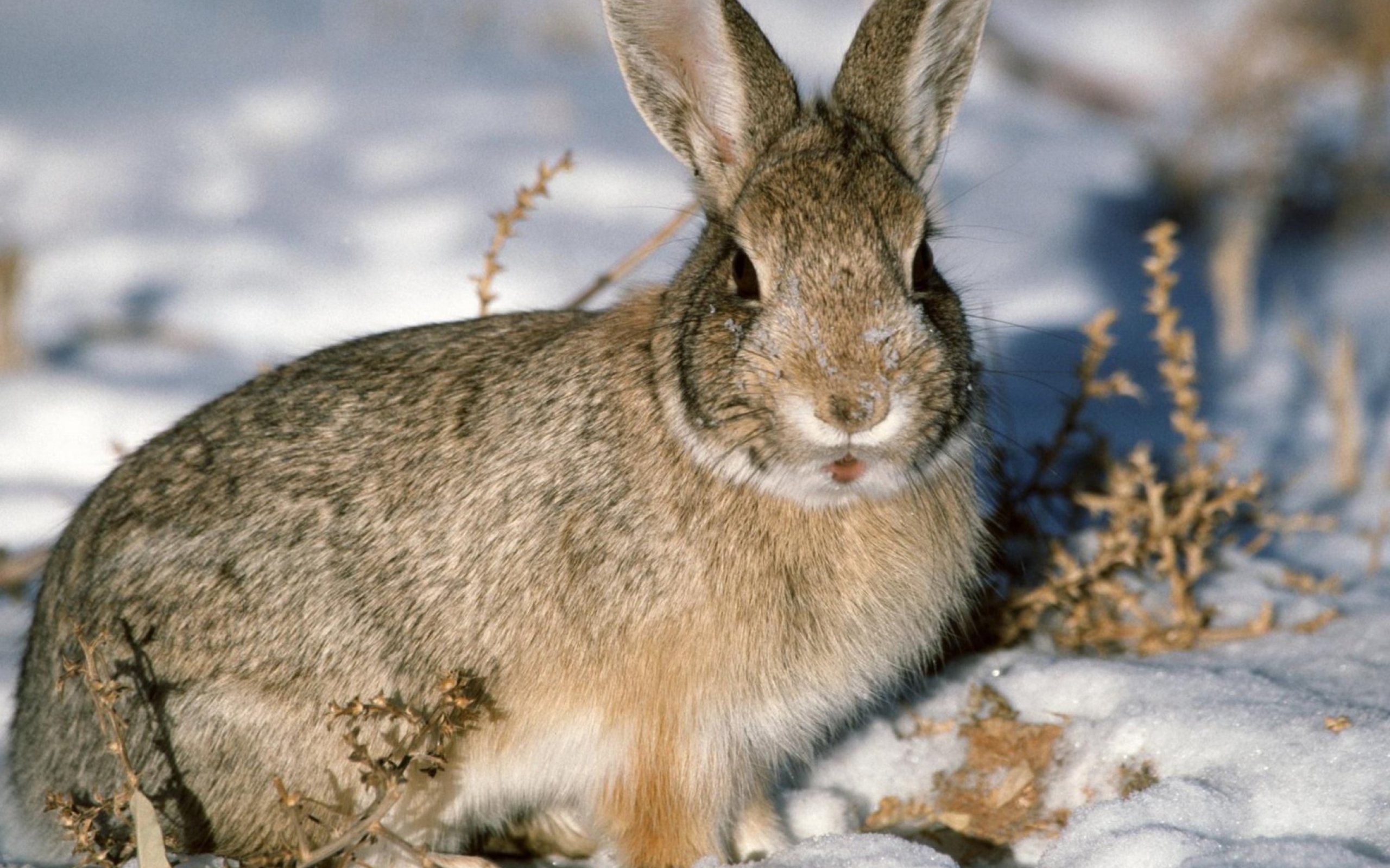 Sfondi Young Cottontail Rabbit 2560x1600