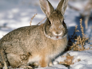 Young Cottontail Rabbit screenshot #1 320x240