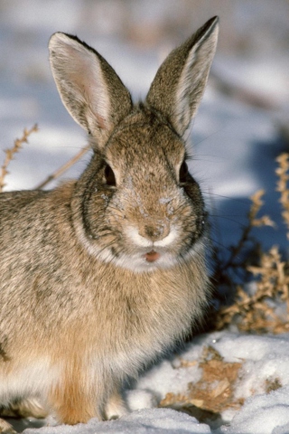 Young Cottontail Rabbit wallpaper 320x480