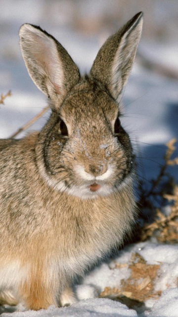 Das Young Cottontail Rabbit Wallpaper 360x640