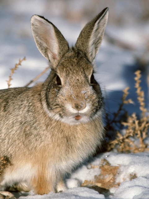 Sfondi Young Cottontail Rabbit 480x640