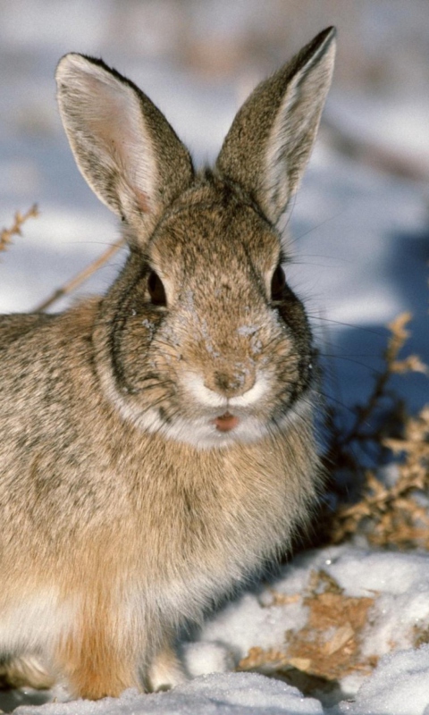 Young Cottontail Rabbit wallpaper 480x800