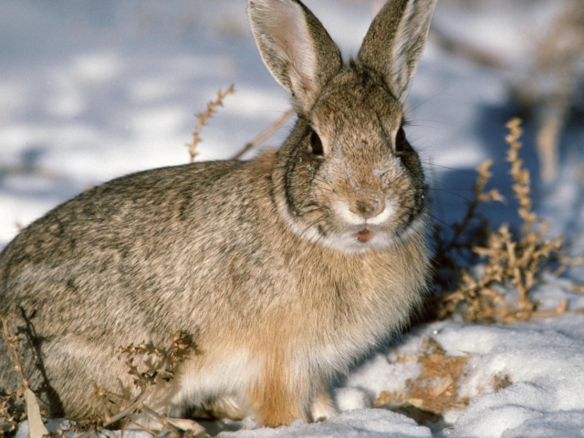 Обои Young Cottontail Rabbit 640x480