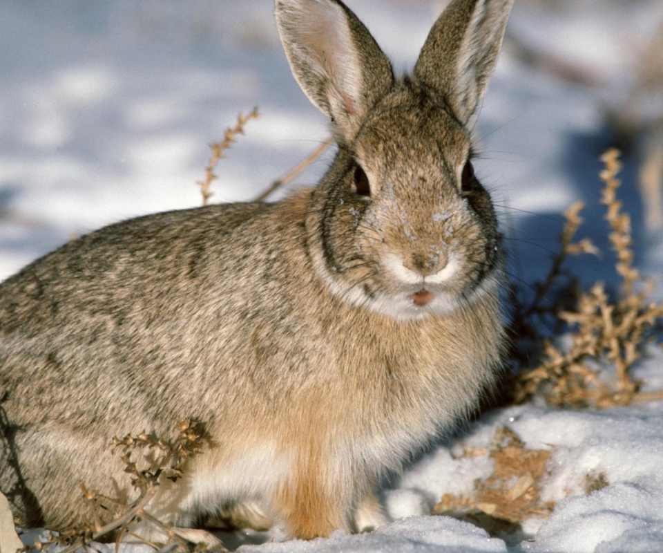 Обои Young Cottontail Rabbit 960x800