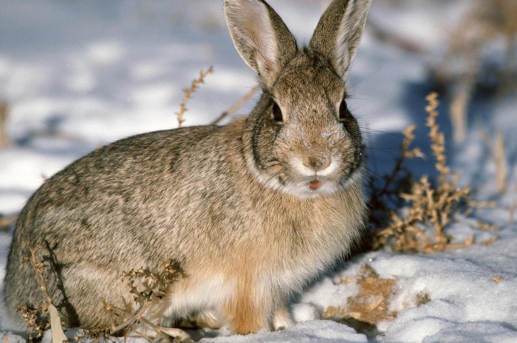 Обои Young Cottontail Rabbit