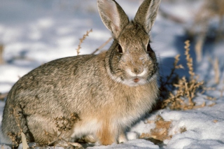 Young Cottontail Rabbit - Obrázkek zdarma 