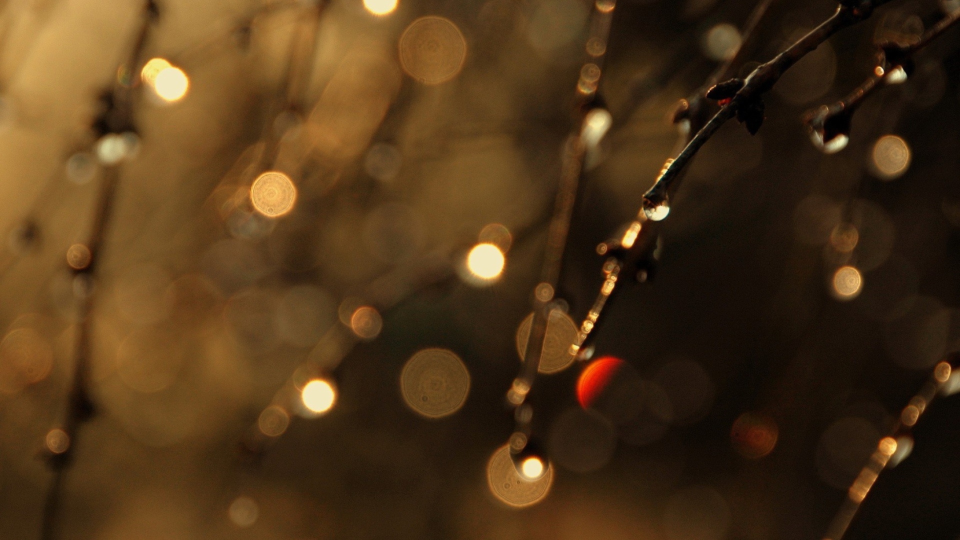 Tree Branches In Dew screenshot #1 1920x1080