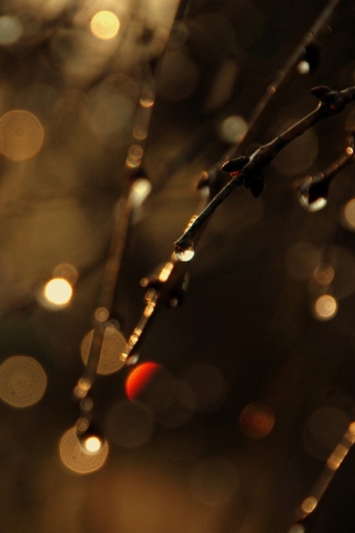 Tree Branches In Dew screenshot #1 320x480