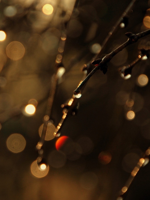 Tree Branches In Dew screenshot #1 480x640