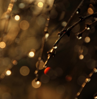 Tree Branches In Dew - Obrázkek zdarma pro 208x208