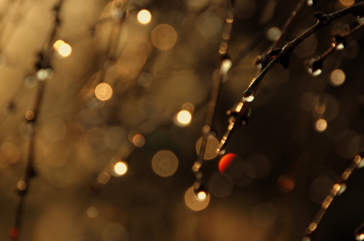 Sfondi Tree Branches In Dew