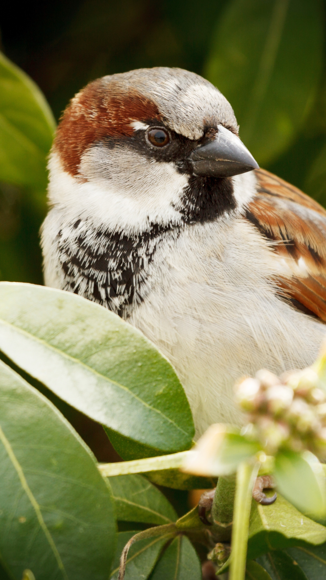 Sparrow wallpaper 1080x1920