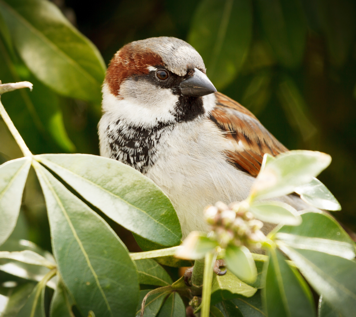 Sparrow wallpaper 1440x1280