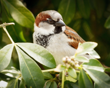 Sparrow wallpaper 220x176