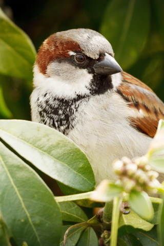 Sparrow wallpaper 320x480