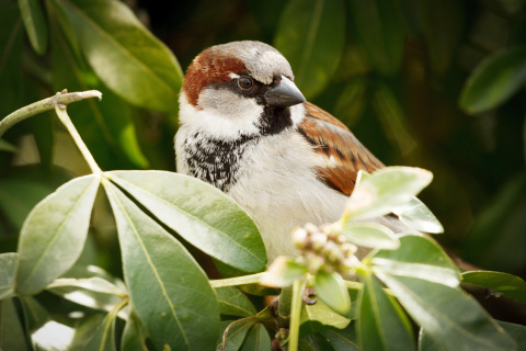 Sparrow wallpaper 480x320