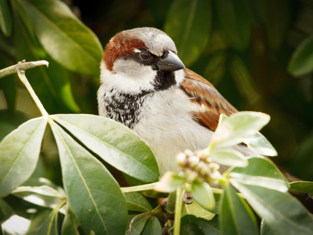 Sparrow wallpaper 640x480