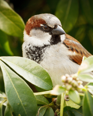 Sparrow - Obrázkek zdarma pro Nokia X1-00