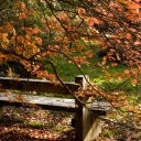 Autumn Bench screenshot #1 128x128