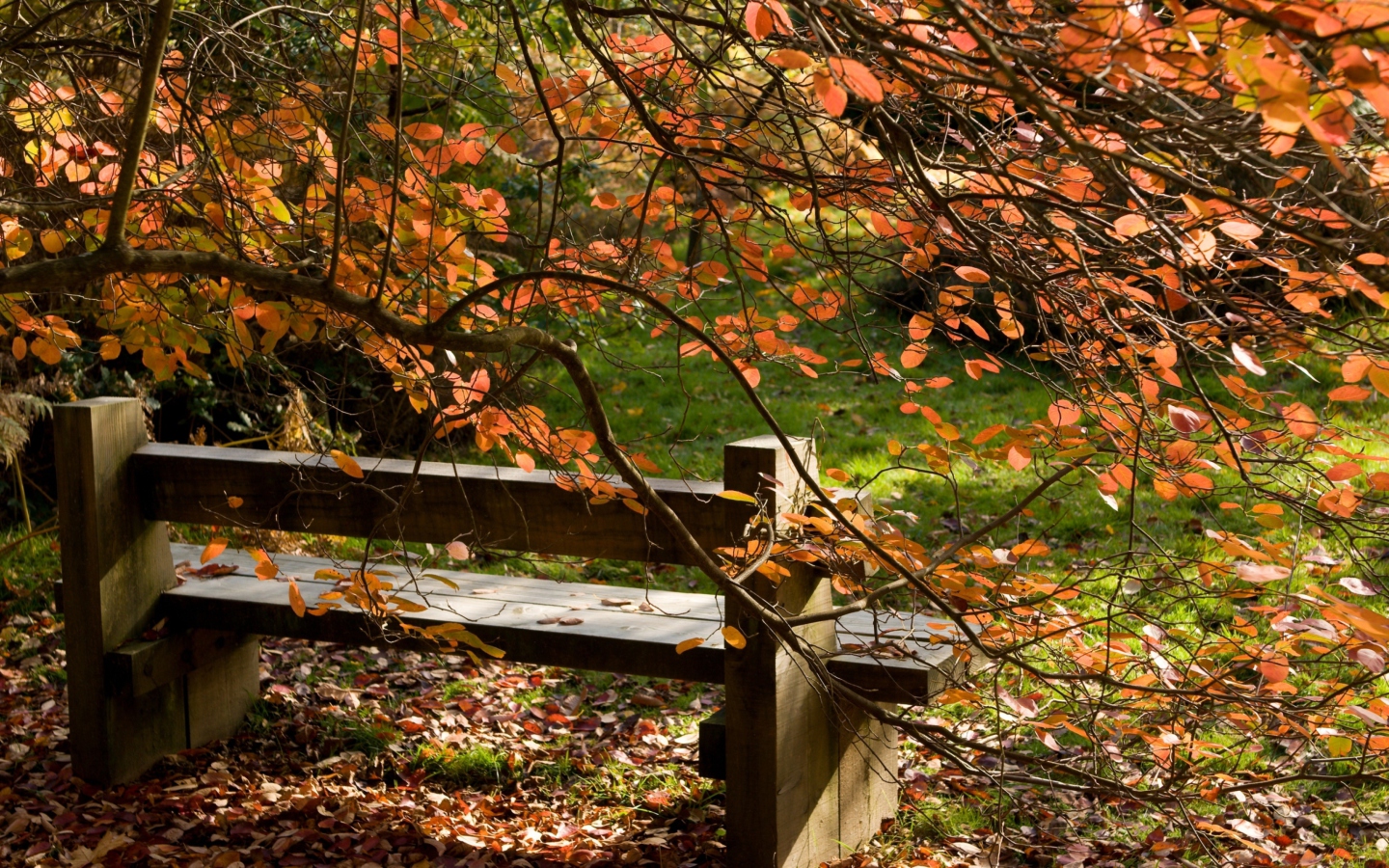 Fondo de pantalla Autumn Bench 1440x900