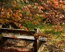 Sfondi Autumn Bench 220x176