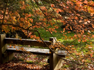 Autumn Bench screenshot #1 320x240